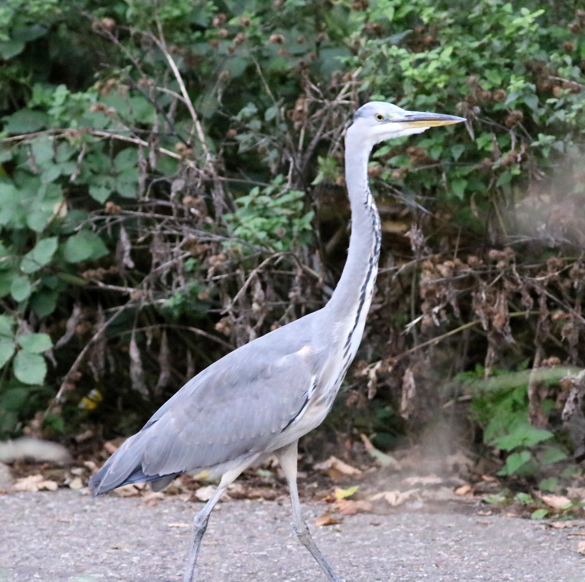 Garza Real - ML643798012