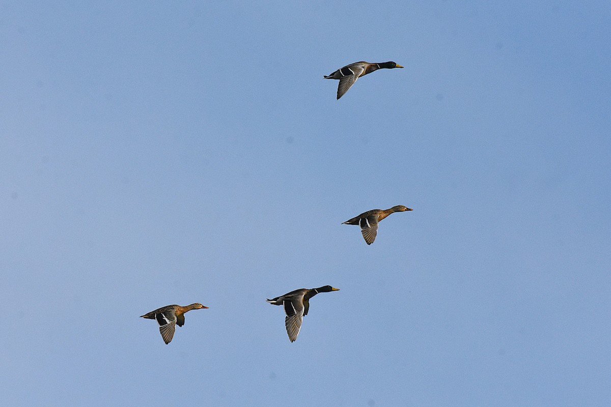 Canard colvert - ML643798022