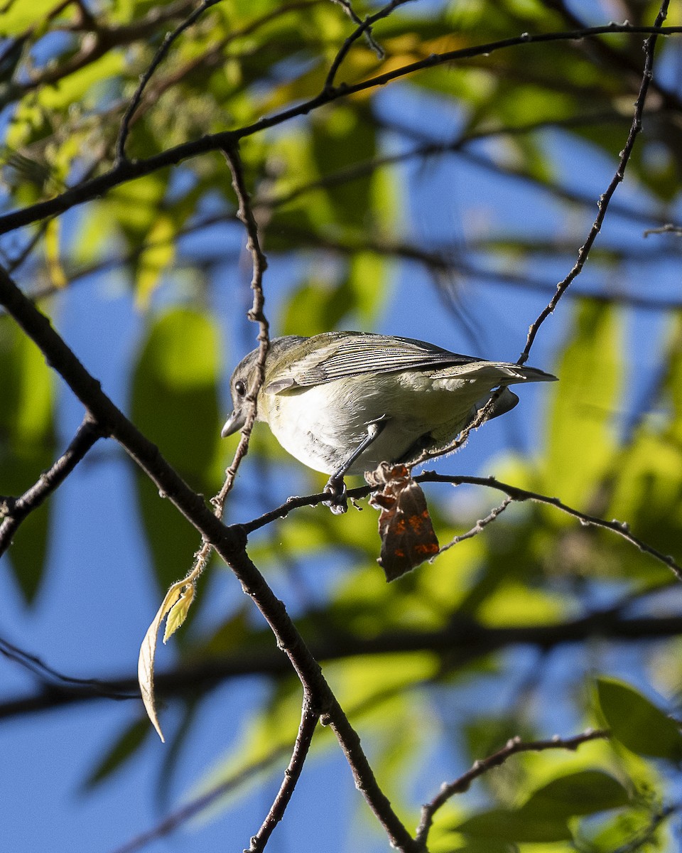 Philadelphia Vireo - ML643798041