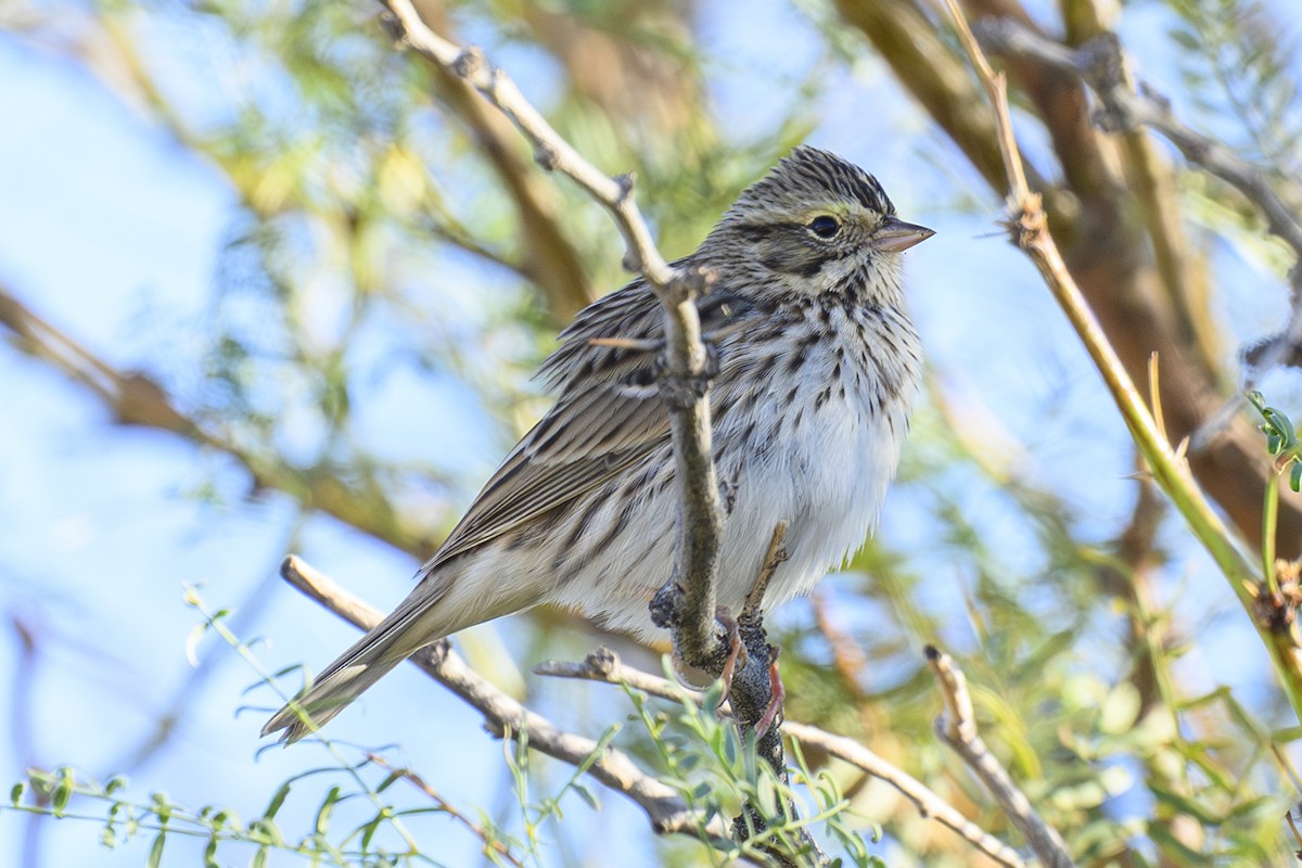 稀樹草鵐 - ML643798042