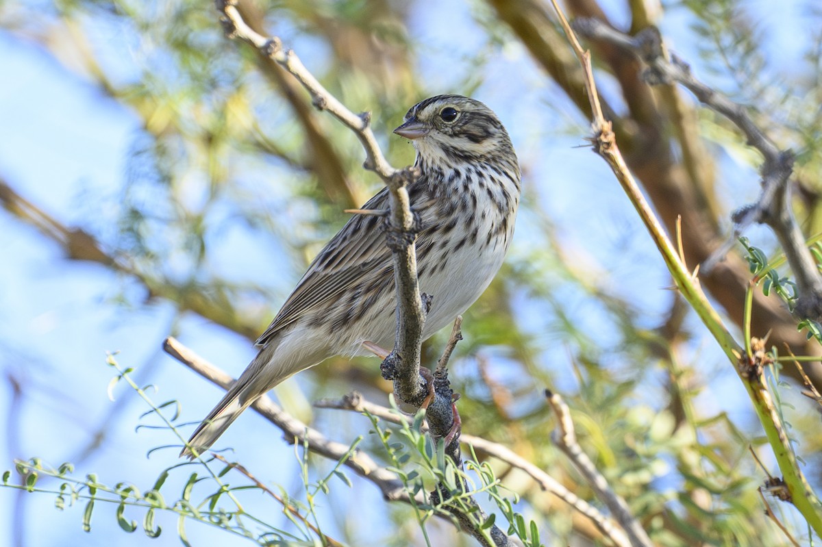 稀樹草鵐 - ML643798043