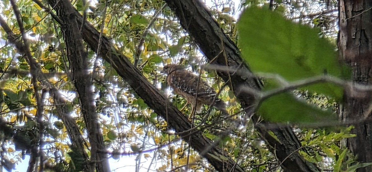Red-shouldered Hawk - ML643798054