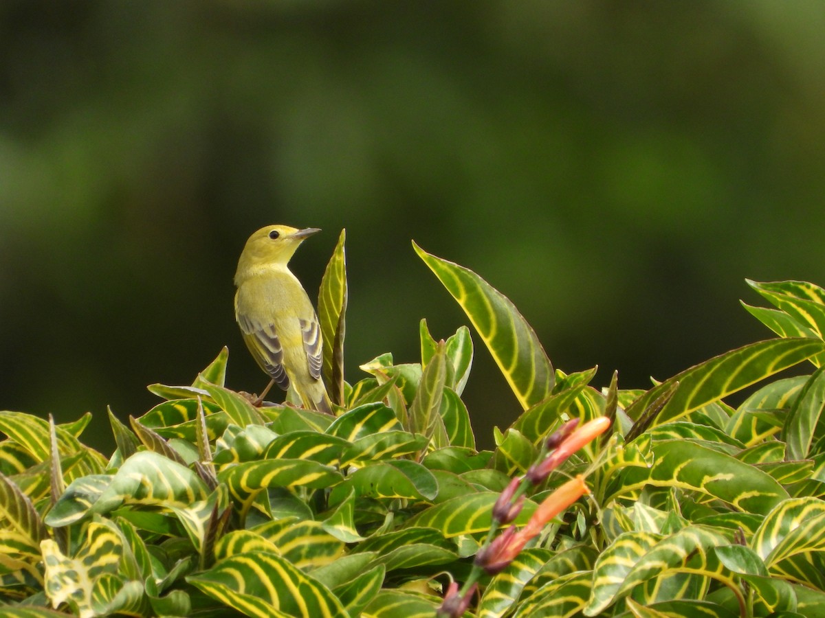 Yellow Warbler - ML643798066