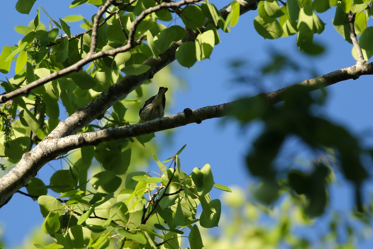 Blackburnian Warbler - ML643798079