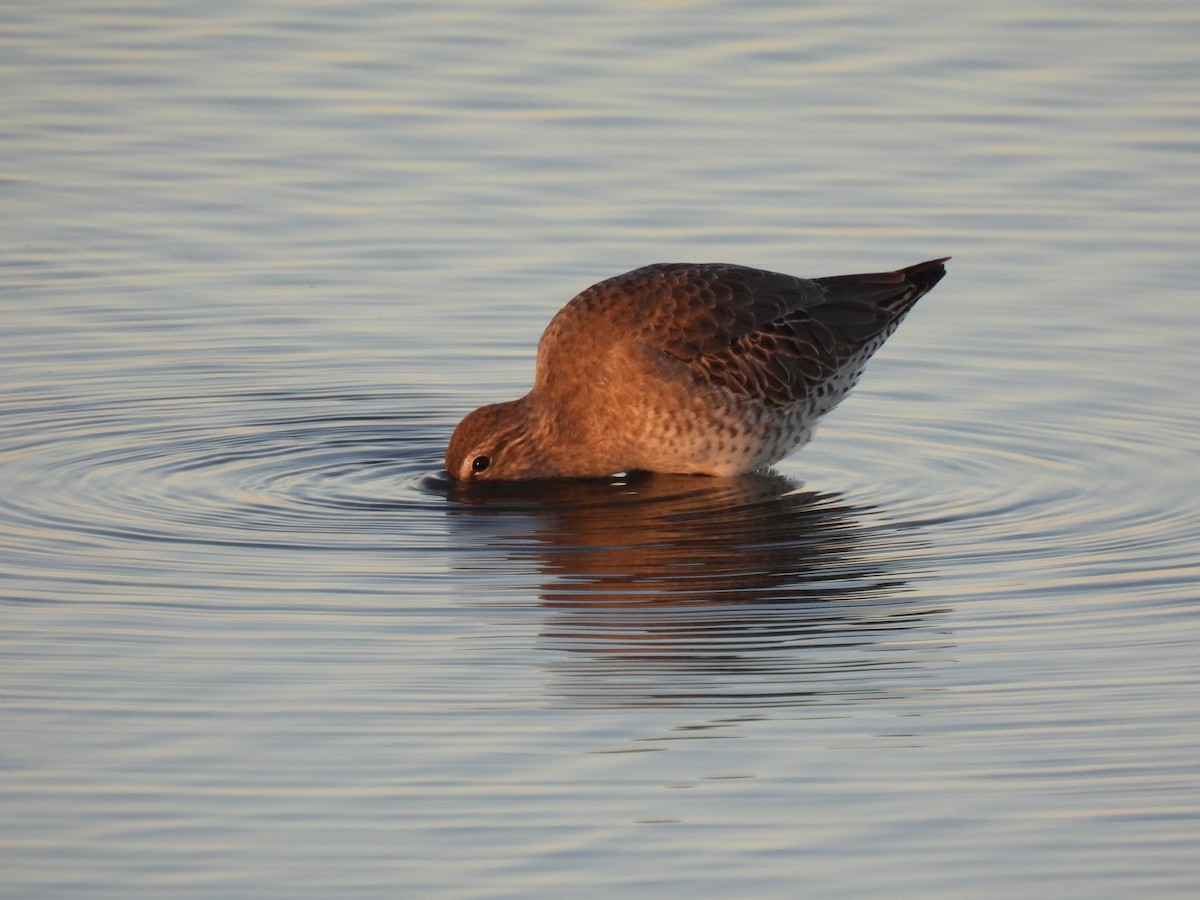 Short-billed Dowitcher - ML643798086