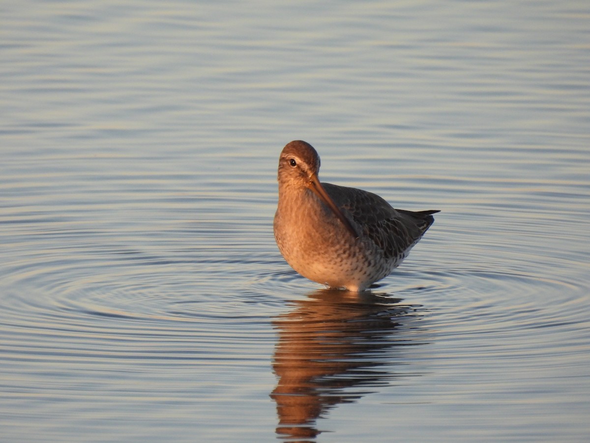 Short-billed Dowitcher - ML643798087
