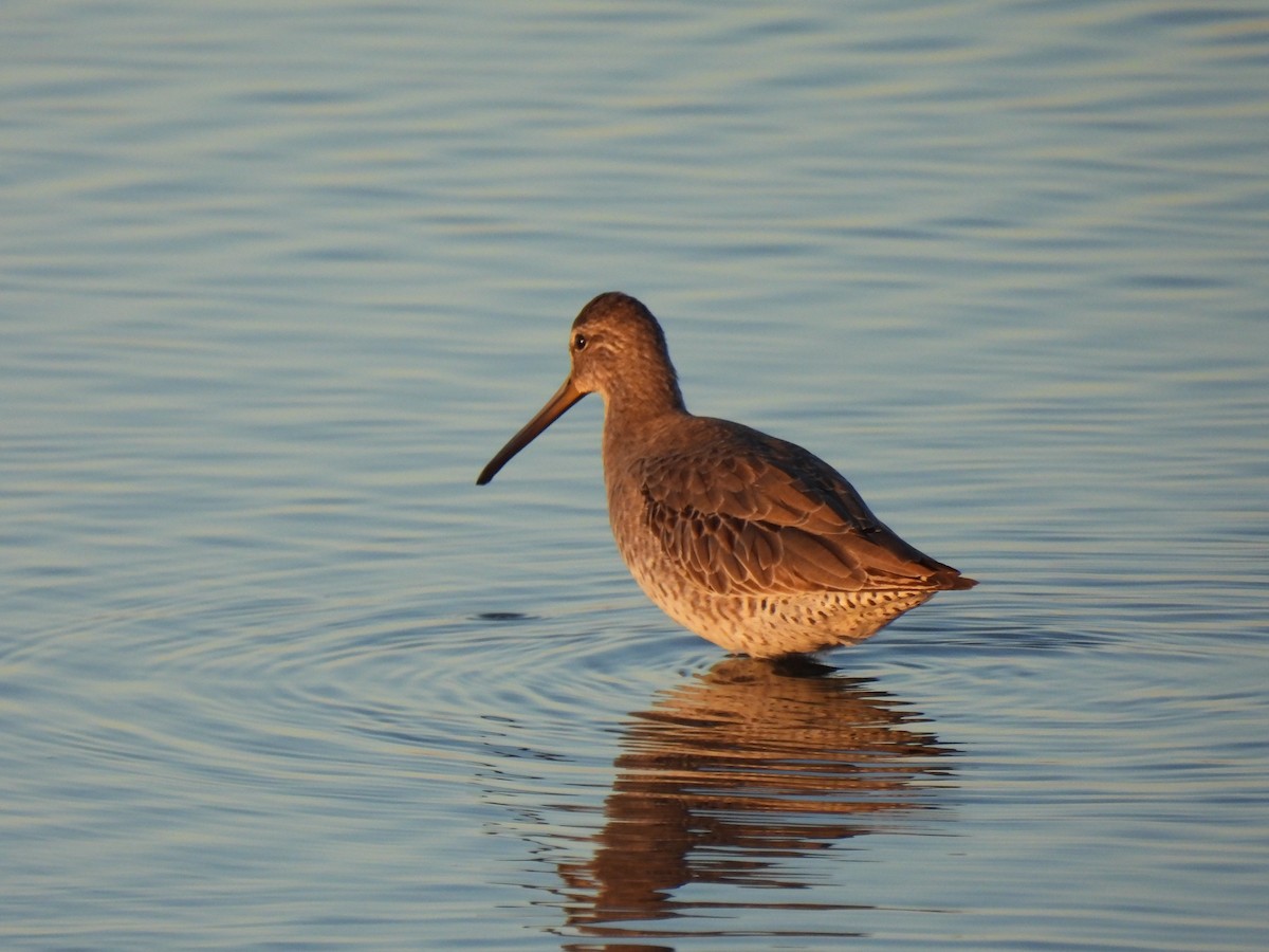 Short-billed Dowitcher - ML643798088