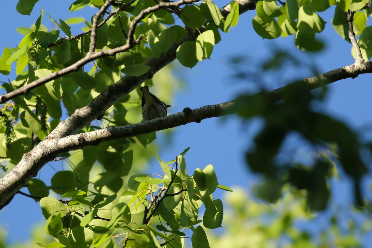 Blackburnian Warbler - ML643798089