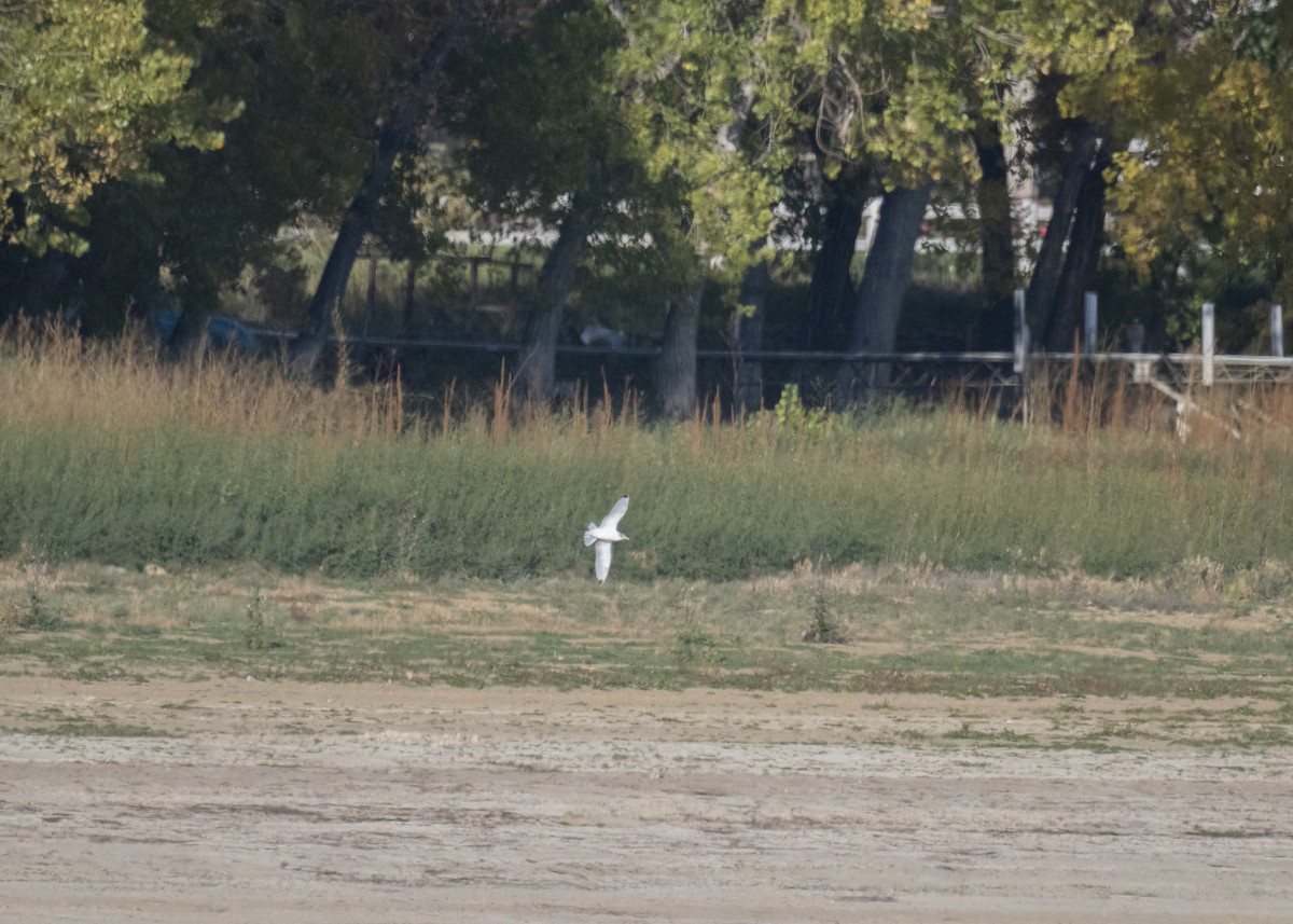 Mouette tridactyle - ML643798092