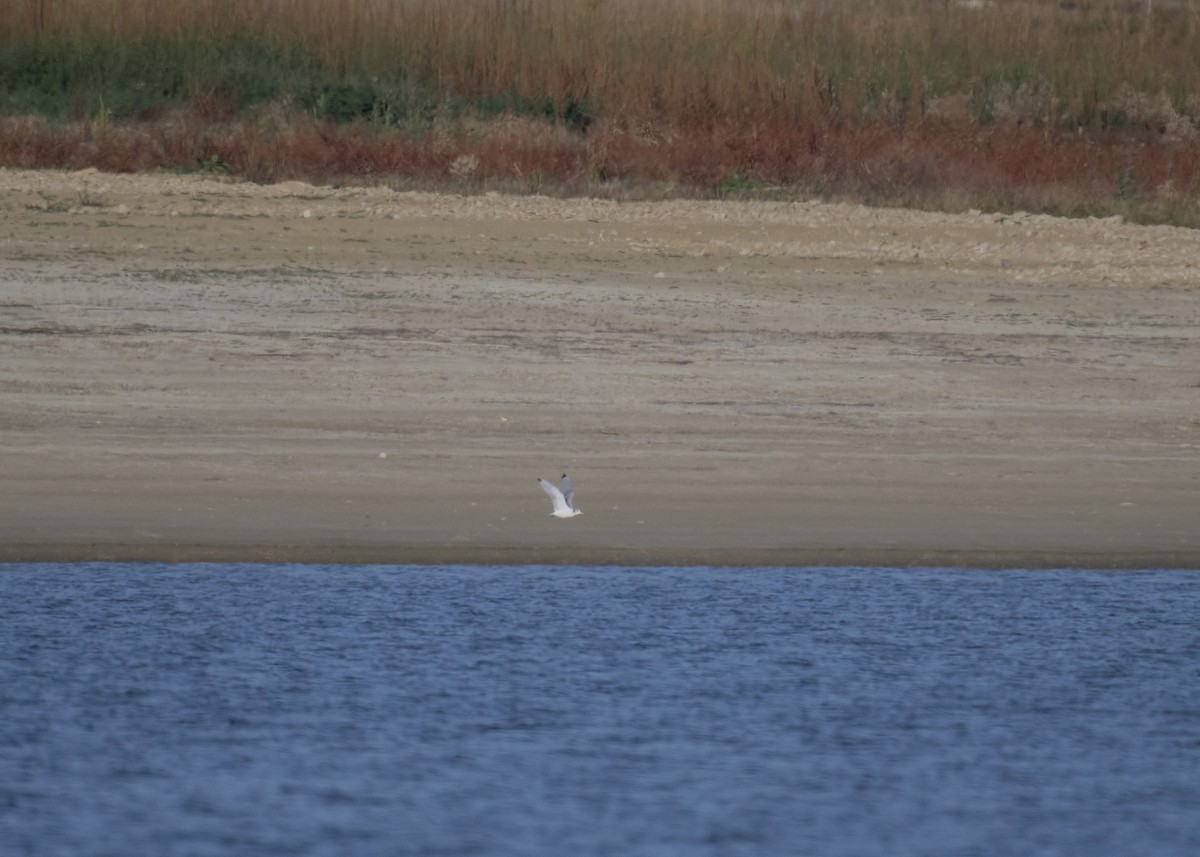 Mouette tridactyle - ML643798093