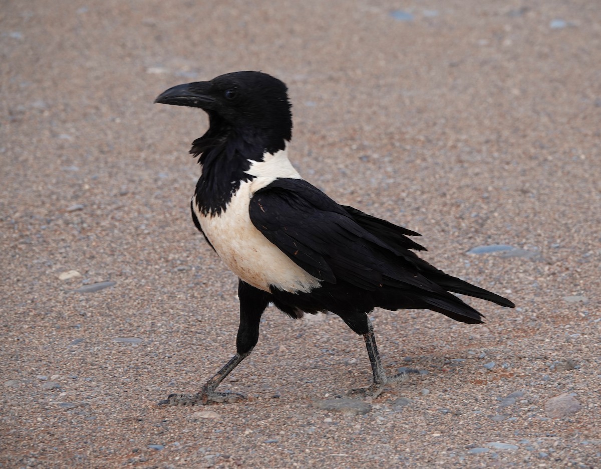Pied Crow - ML643798095