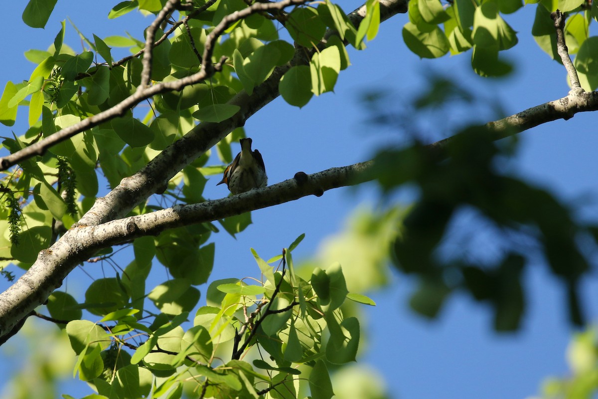 Blackburnian Warbler - ML643798101