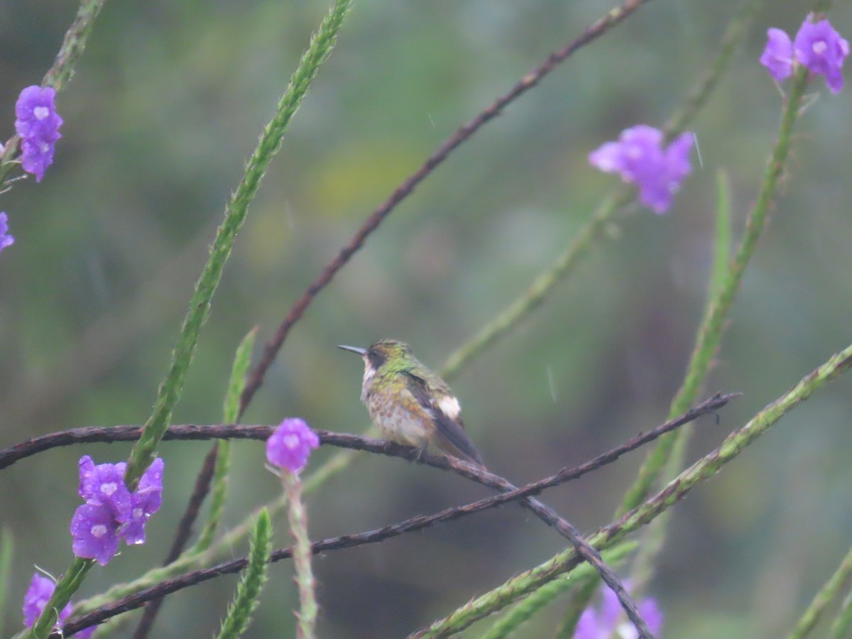 Black-crested Coquette - ML643798102