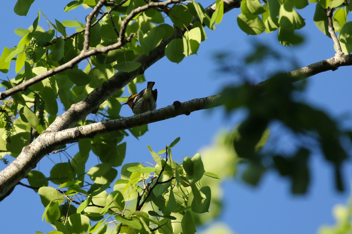 Blackburnian Warbler - ML643798105