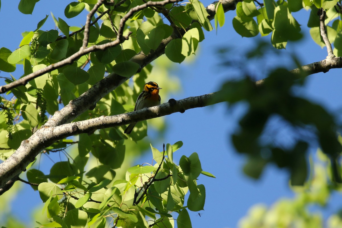 Blackburnian Warbler - ML643798107
