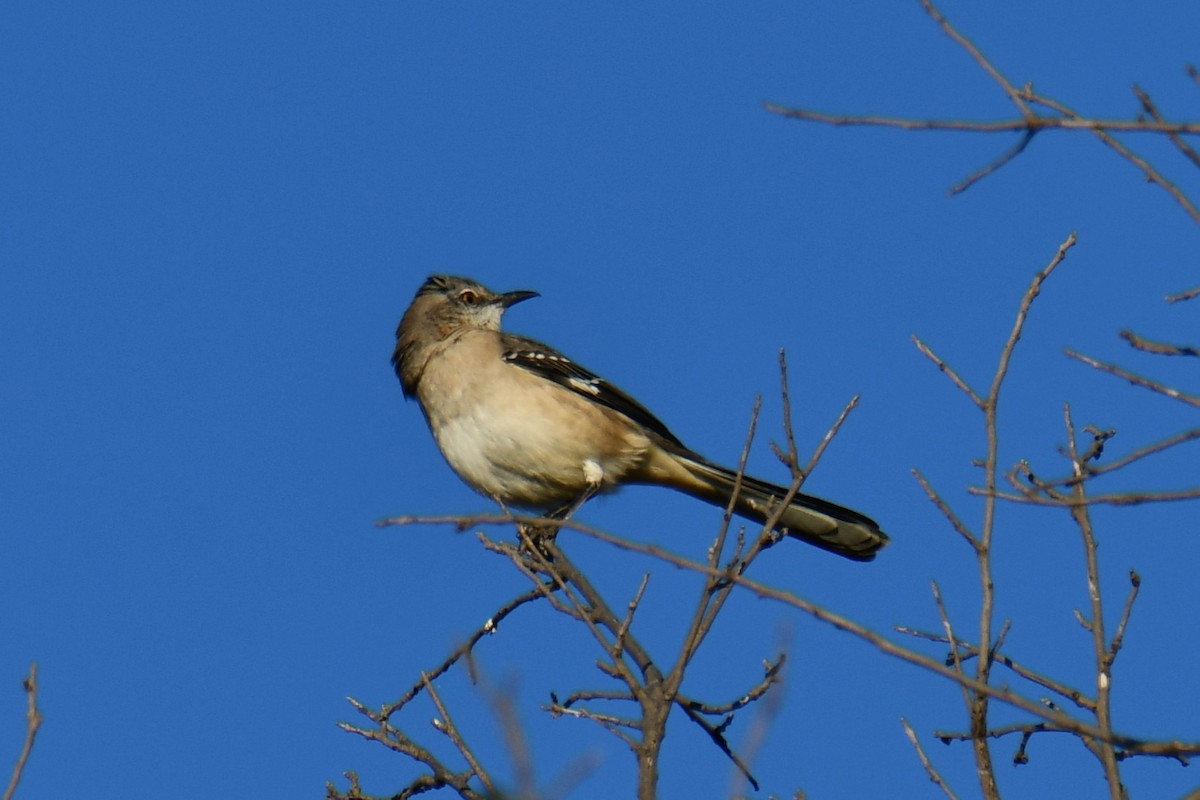 Northern Mockingbird - ML643798109