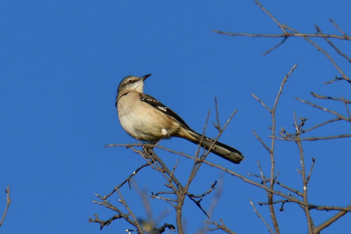 Northern Mockingbird - ML643798110