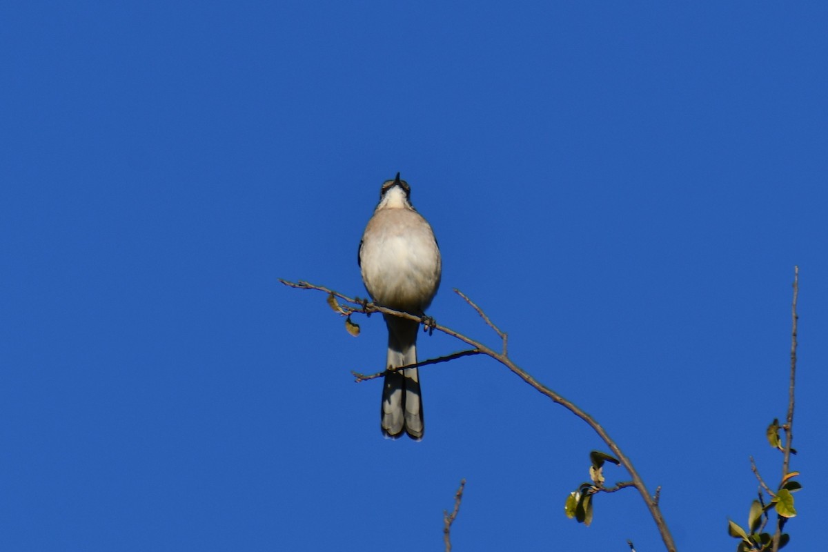 Northern Mockingbird - ML643798111