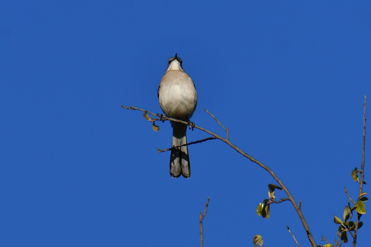 Northern Mockingbird - ML643798112