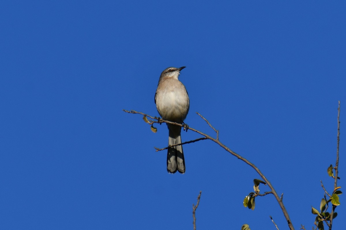 Northern Mockingbird - ML643798113