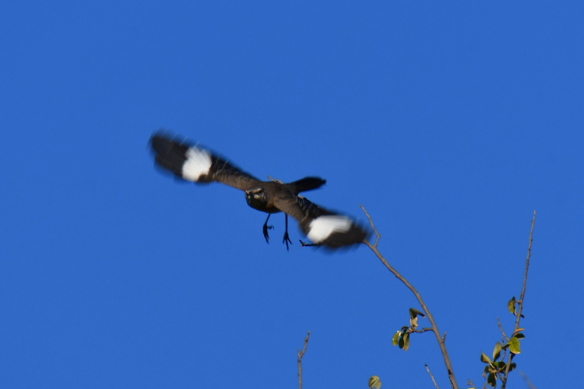 Northern Mockingbird - ML643798114