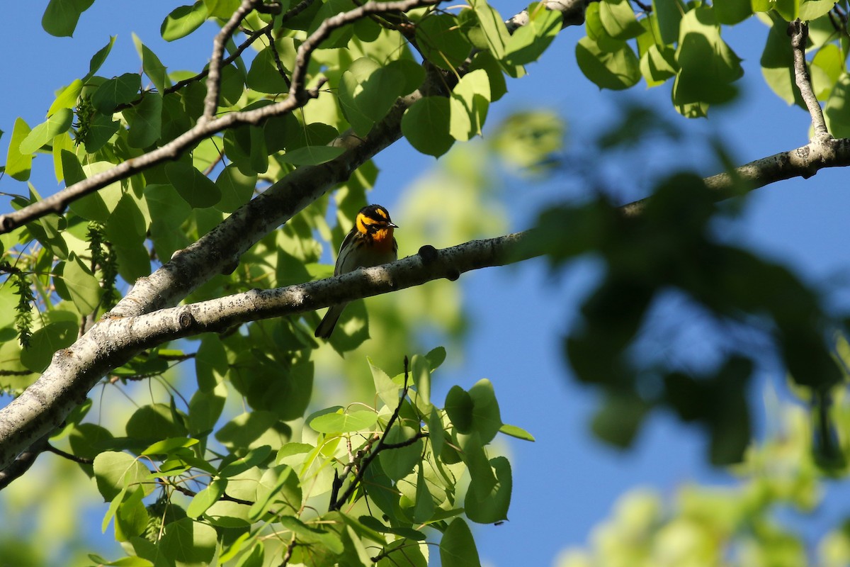 Blackburnian Warbler - ML643798117