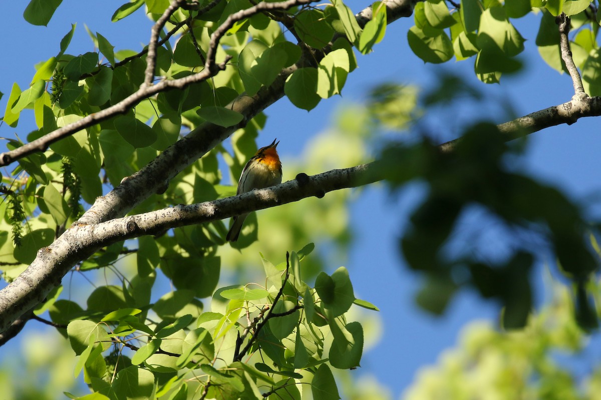 Blackburnian Warbler - ML643798121