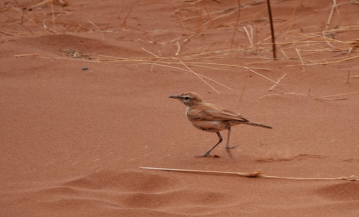 Dune Lark - ML643798124