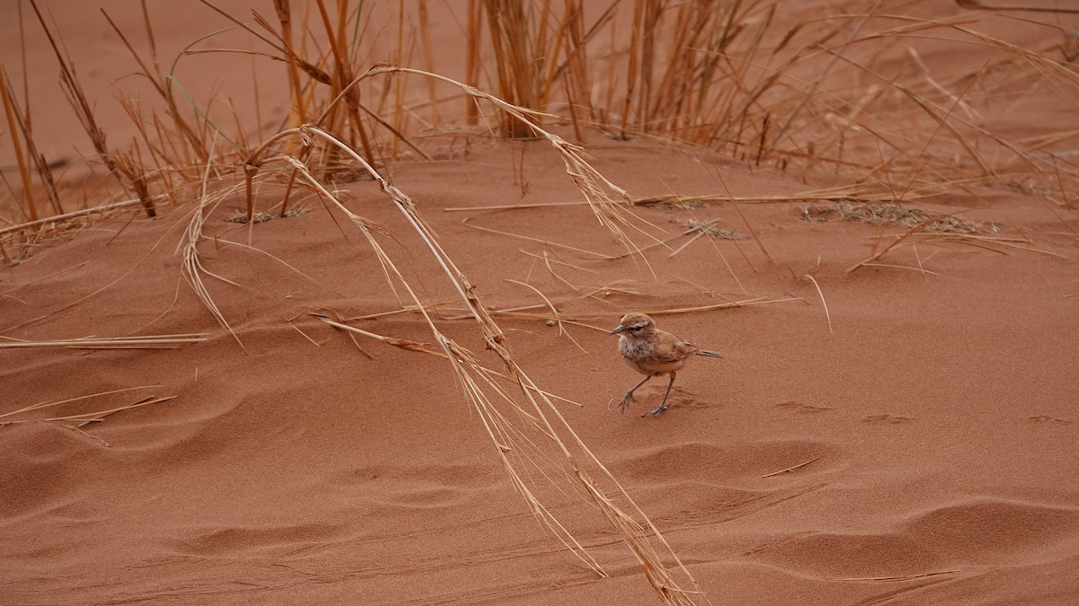 Dune Lark - ML643798138