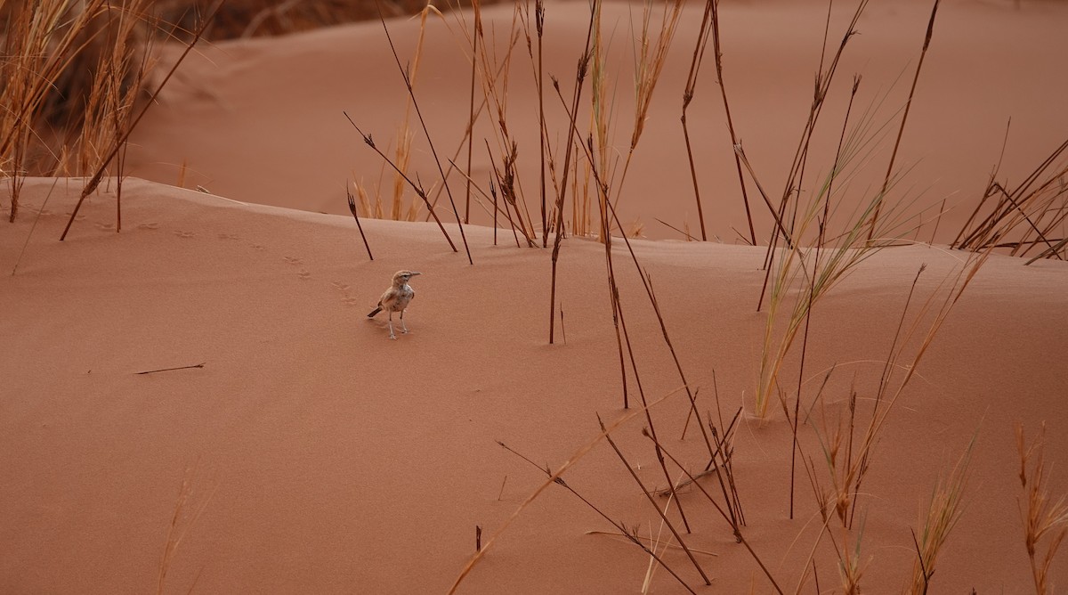 Dune Lark - ML643798148