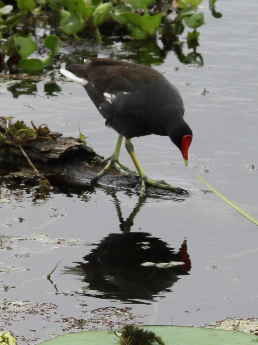 Common Gallinule (American) - ML643798154