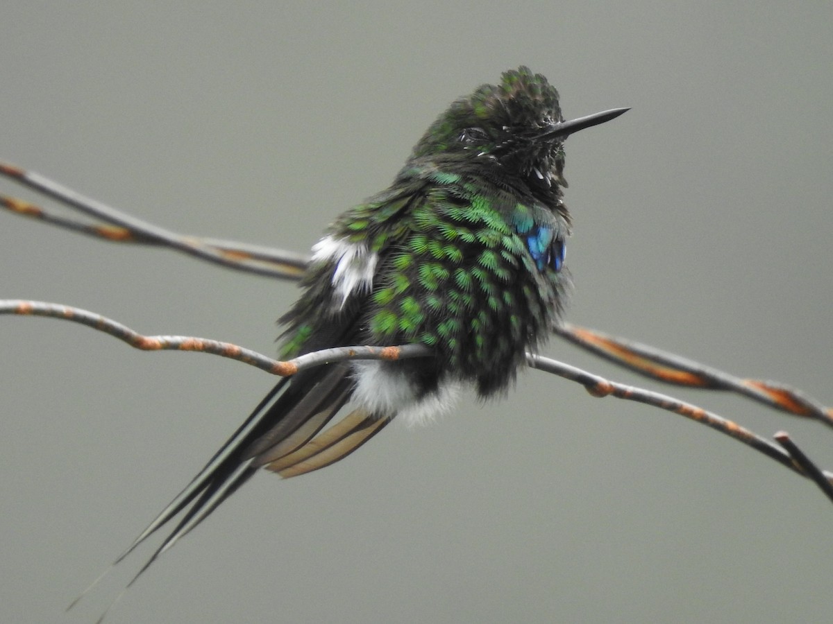 Green Thorntail - ML643798165