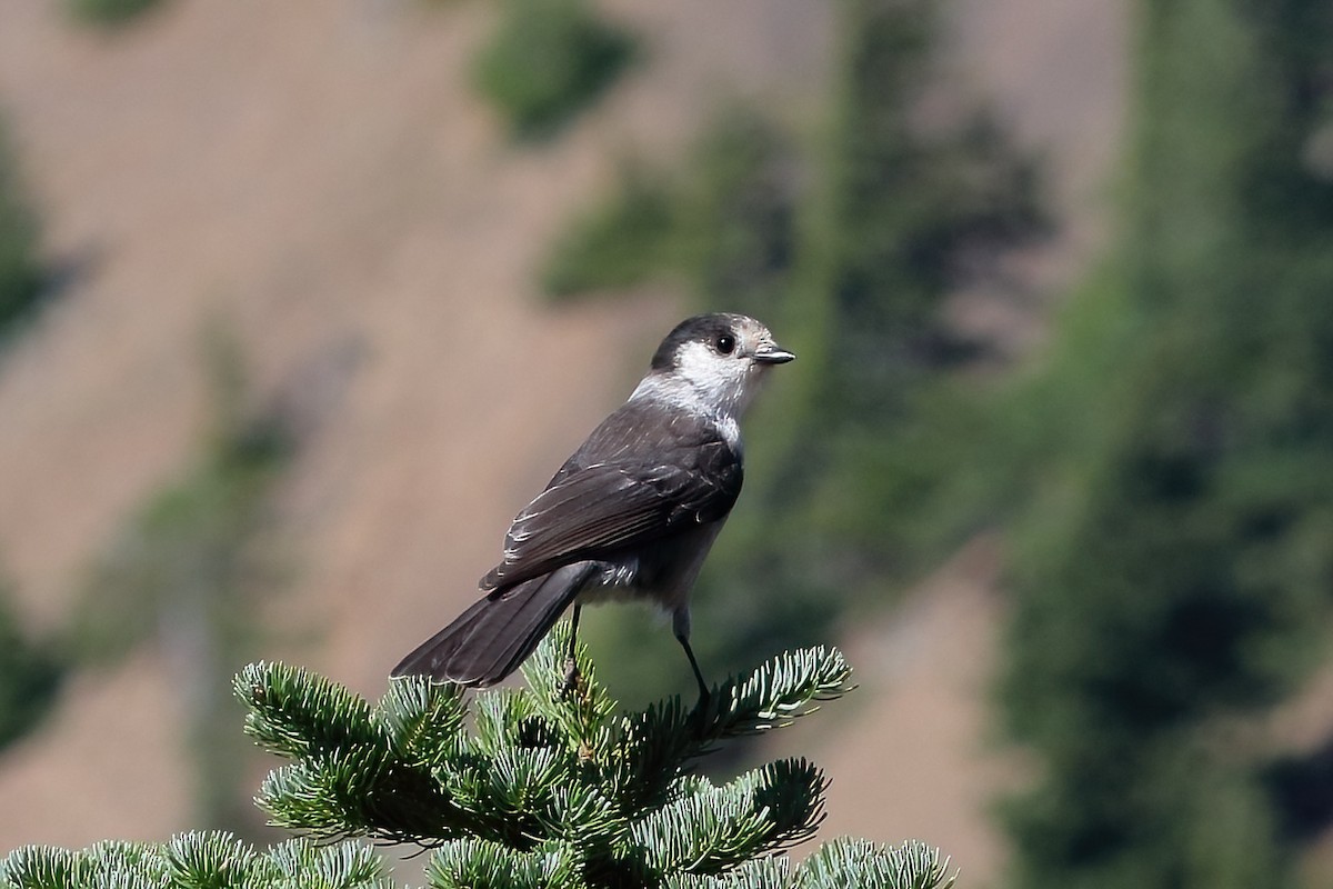 Kanada Kargası - ML643798202