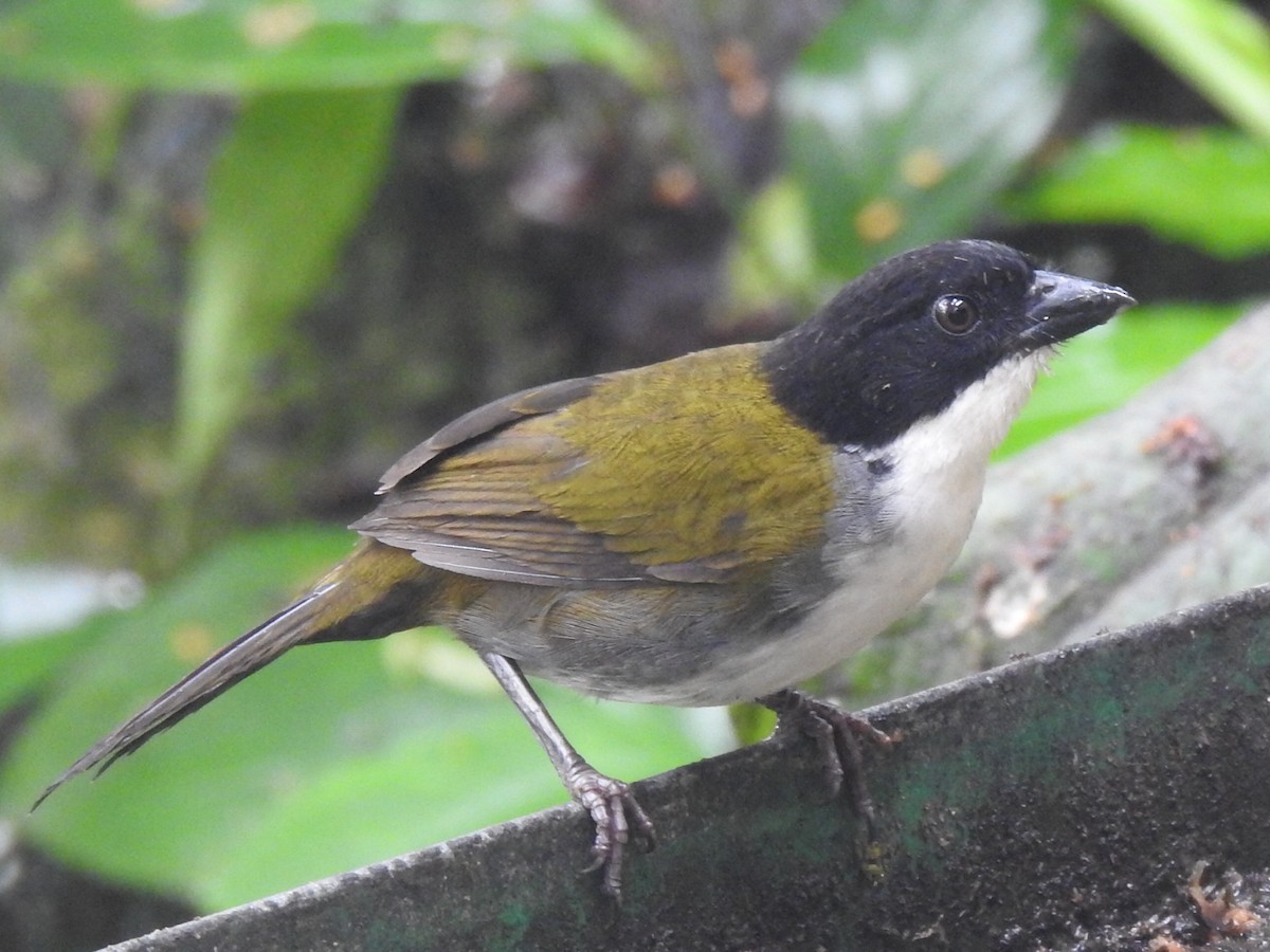 Black-headed Brushfinch - ML643798205