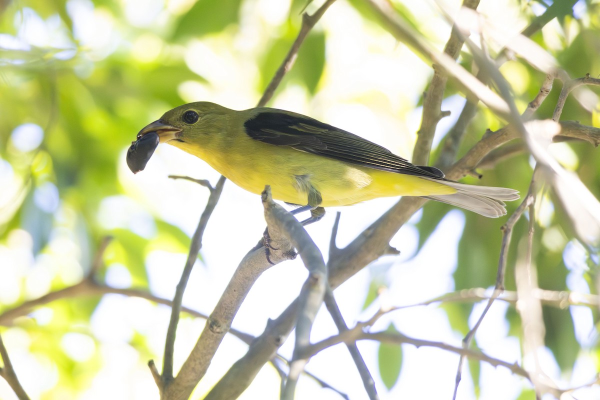 Scarlet Tanager - ML643798212