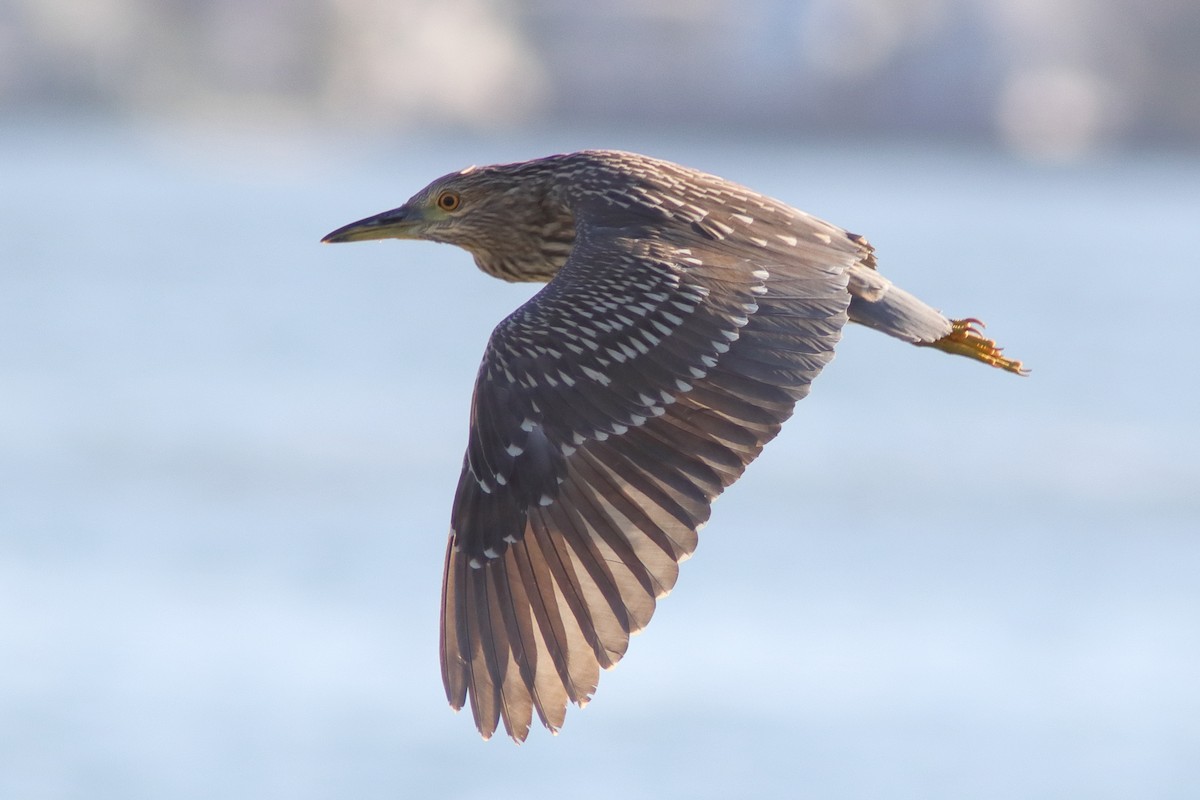 Black-crowned Night Heron - ML643798222