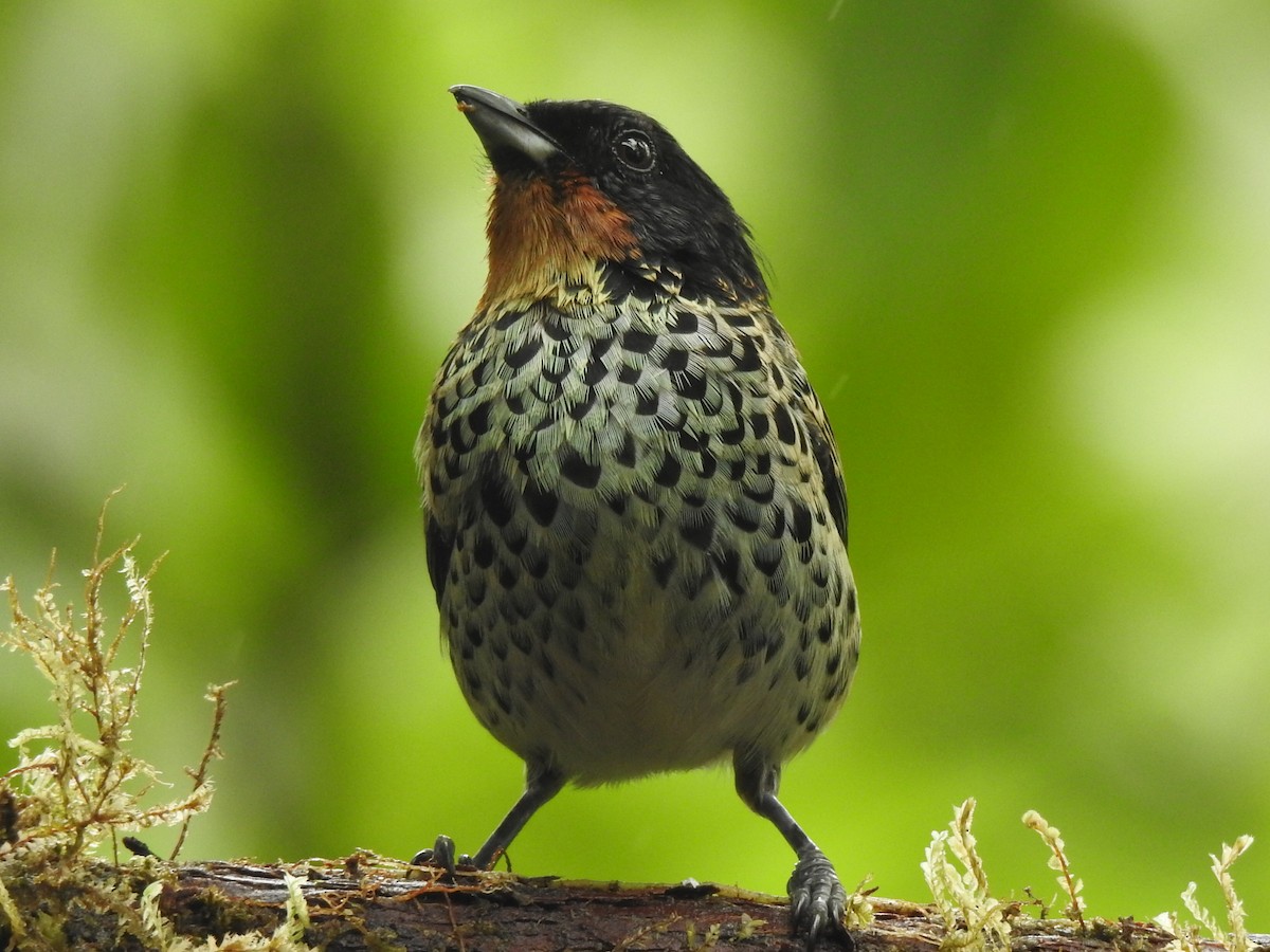 Rufous-throated Tanager - ML643798226