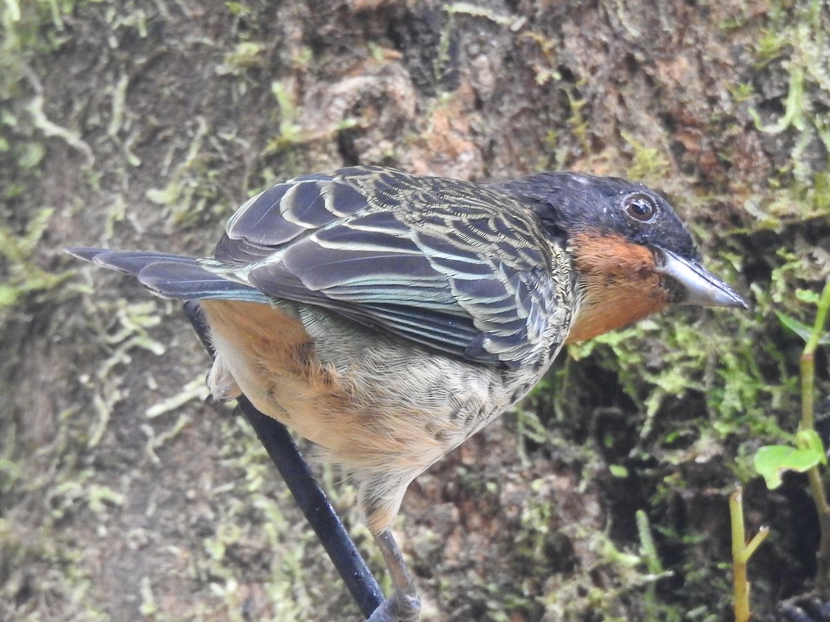 Rufous-throated Tanager - ML643798228