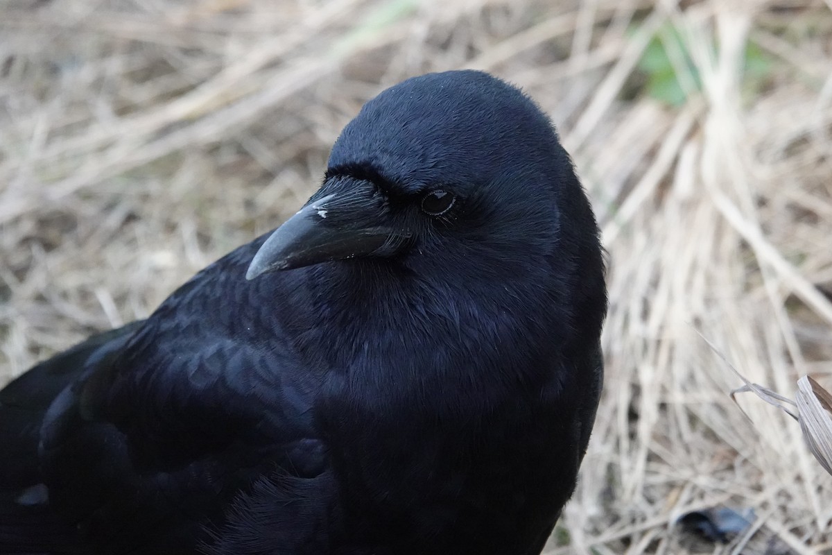 American Crow - ML643798230