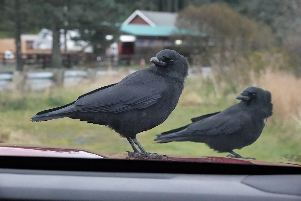 American Crow - ML643798231