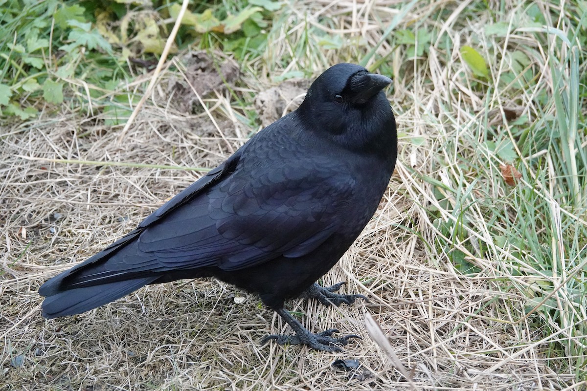 American Crow - ML643798232