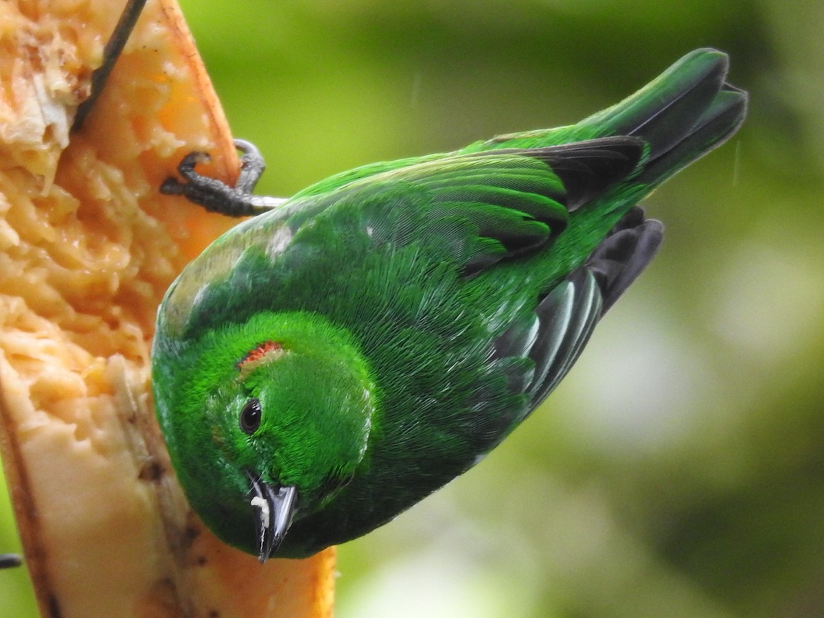 Glistening-green Tanager - ML643798242