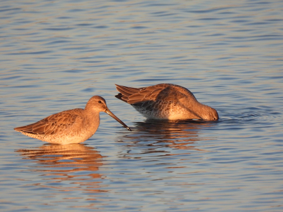 Short-billed Dowitcher - ML643798243