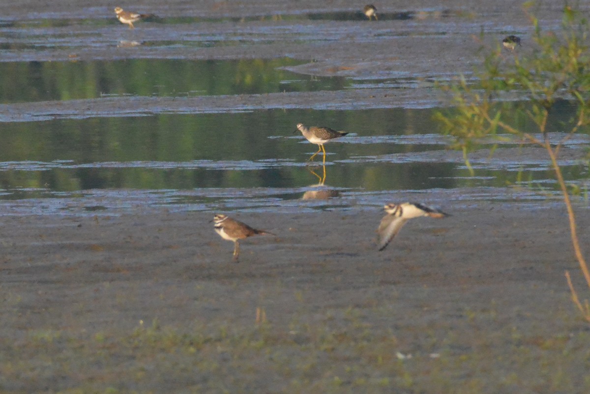 vodouš žlutonohý/velký - ML643798245