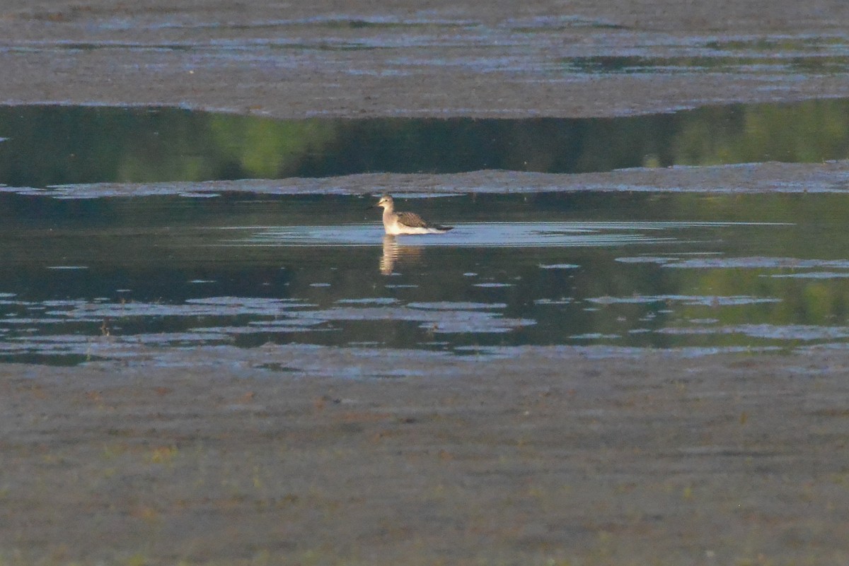 vodouš žlutonohý/velký - ML643798247