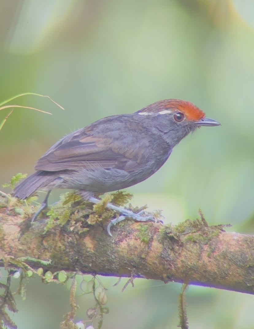 Chestnut-crowned Gnateater - ML643798261