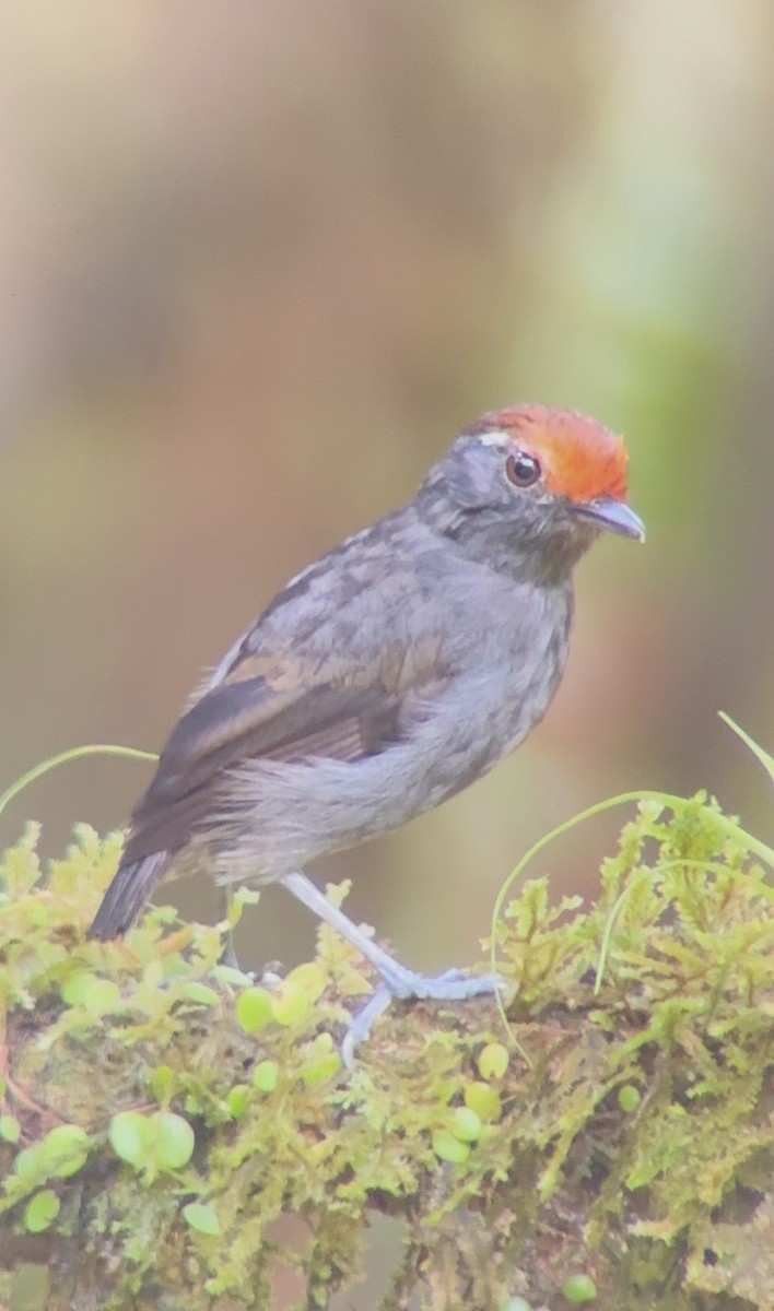 Chestnut-crowned Gnateater - ML643798262