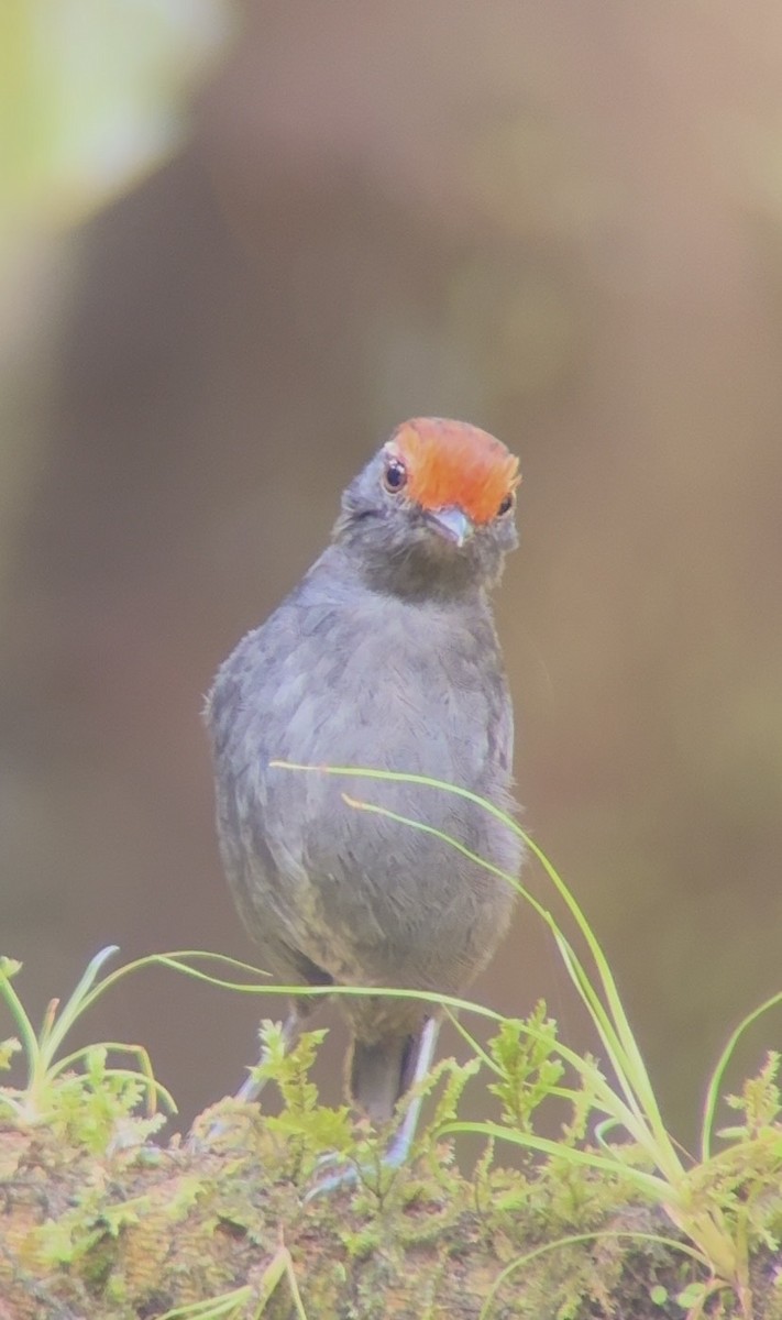 Chestnut-crowned Gnateater - ML643798263