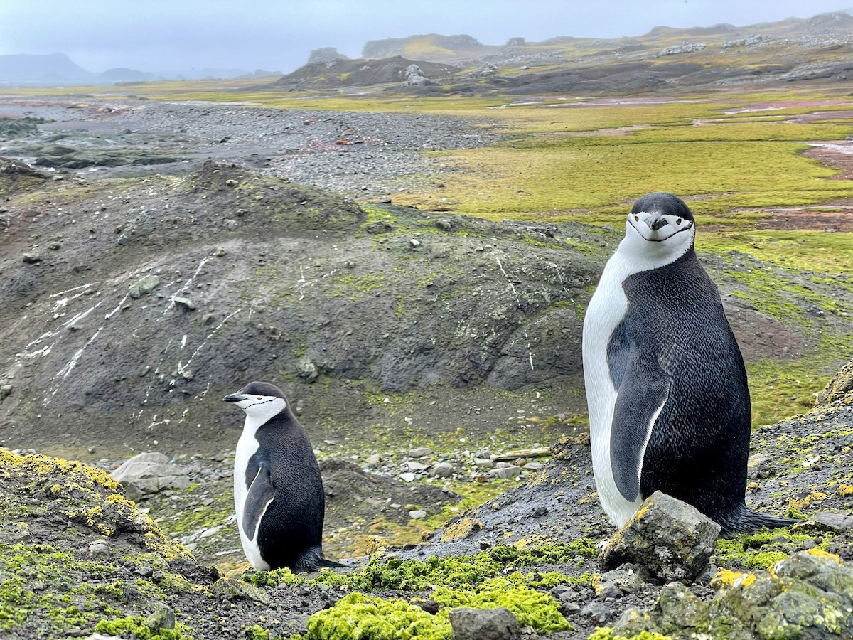 Chinstrap Penguin - ML643798280