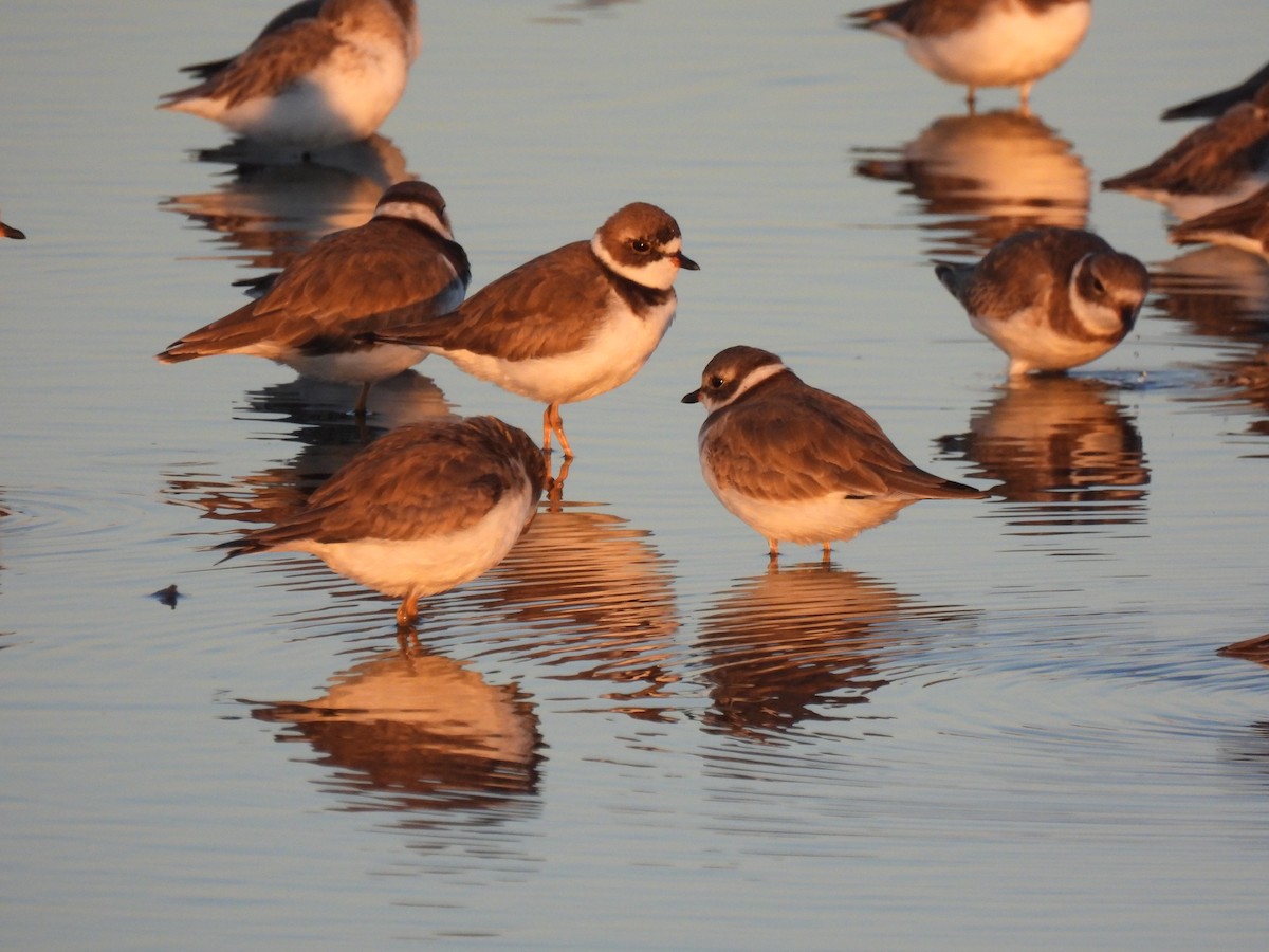 Semipalmated Plover - ML643798282